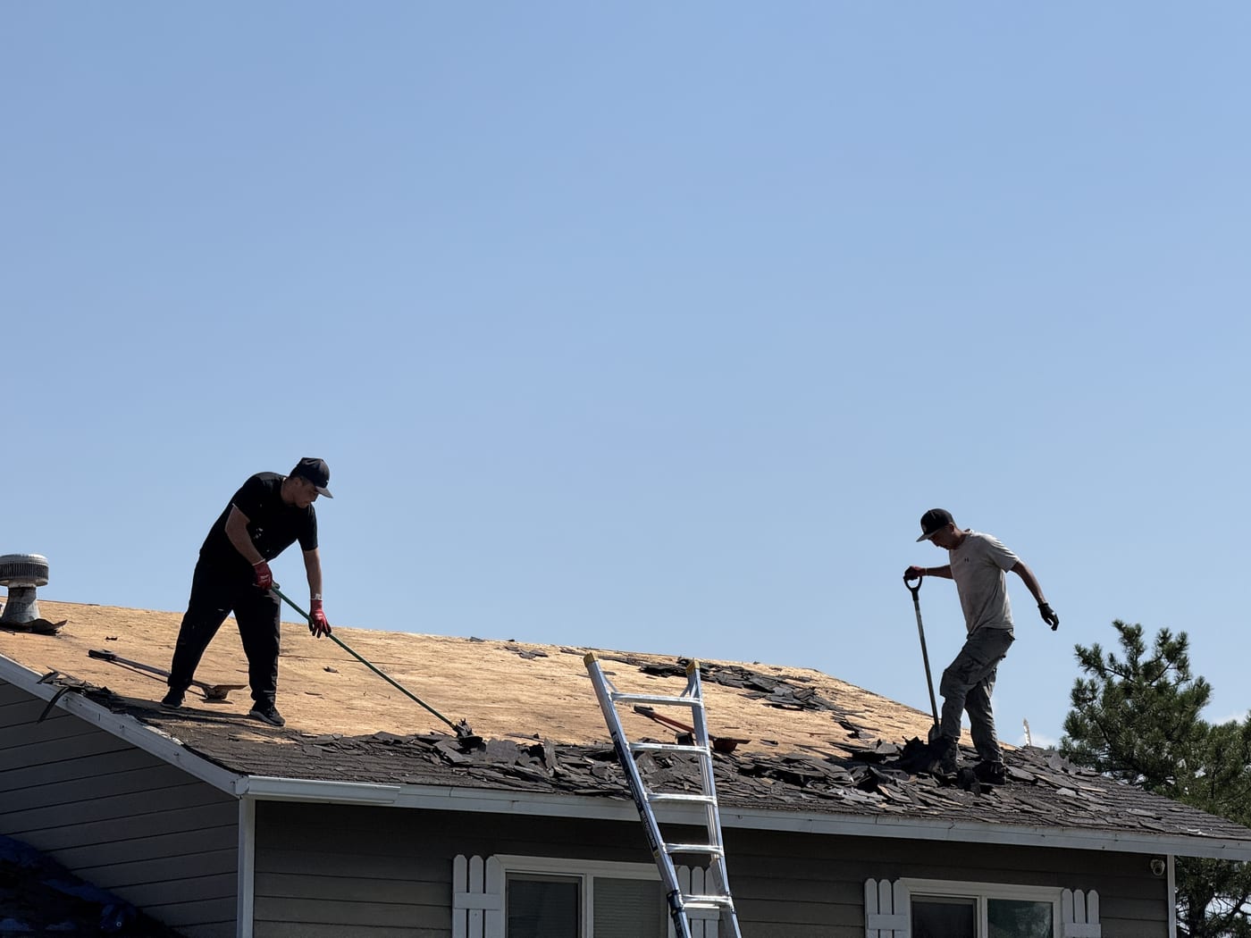 Two workers removing old shingles from bare OSB roof deck during tear-off phase